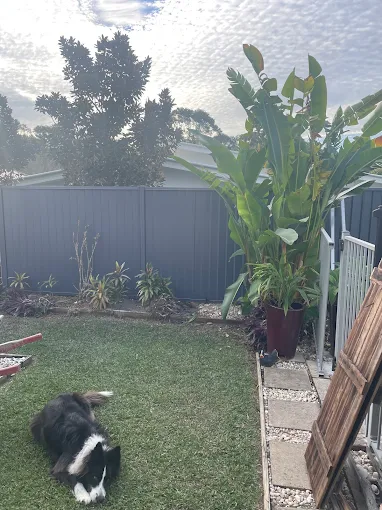 Charcoal Colorbond backyard fence framing a lawn with tropical planting